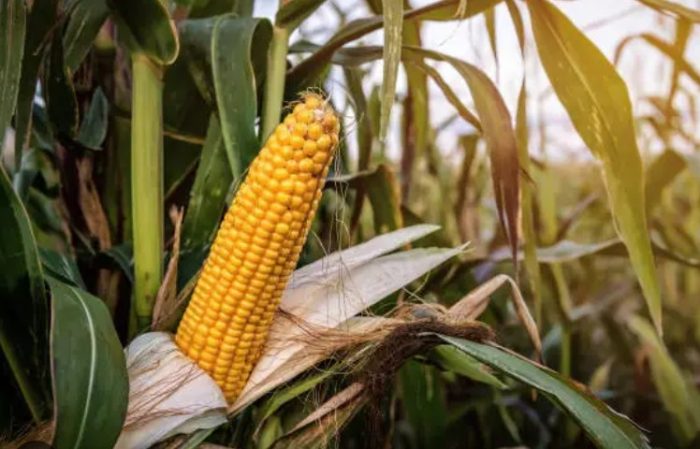 Production of maize increases in Tanahun