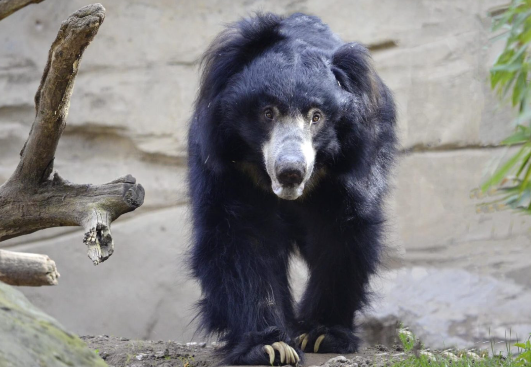 Two injured in bear attack in Rasuwa