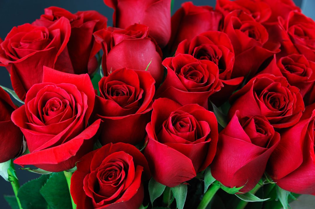 Valentine’s Day 2026: Nepal to Import 70% of Roses